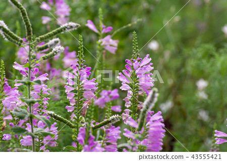 Hana Hana tail Hana Hana tail 43555421