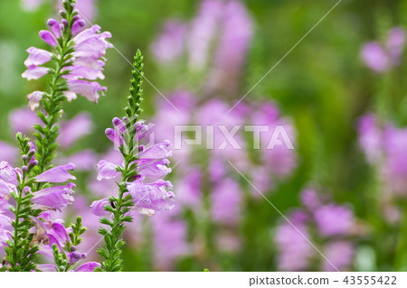 Hana Hana tail 43555422