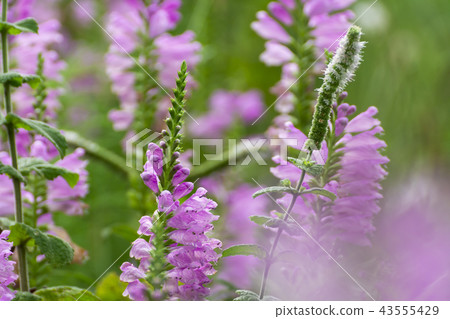 Hana Hana tail Hana Hana tail 43555429