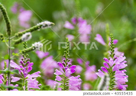 哈娜哈娜的尾巴 43555435