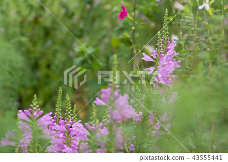 Hana Hana tail 43555441