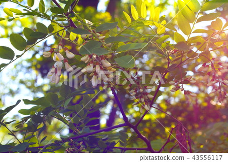 Acacia tree Acacia tree 43556117