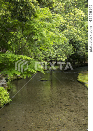 Kamigamo神社的上上川 Kamigamo神社的上上川 43556142