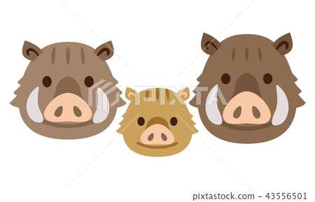 Wild boar parent and child Wild boar parent and child 43556501