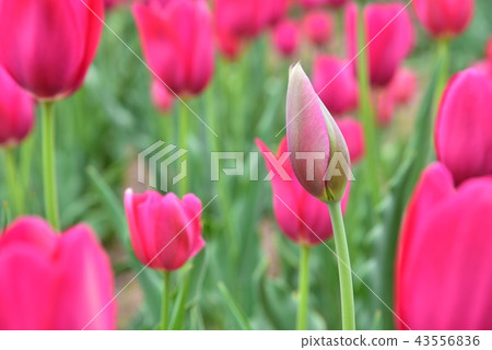 Tulip Tulip 43556836