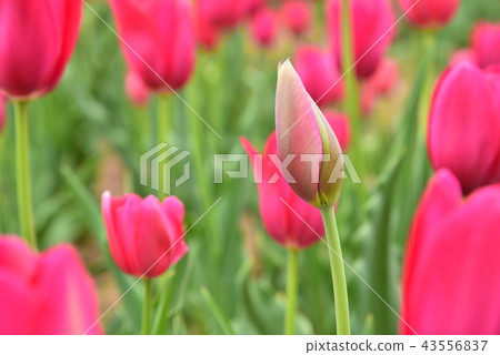Tulip Tulip 43556837