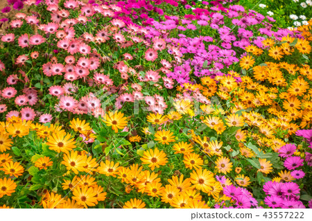 field of colorful african daisies Dimorphoteca, 43557222