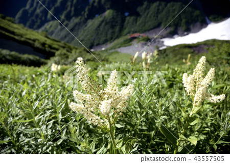 Kobaikeiso在斜坡上開花到Kitahotaka 43557505