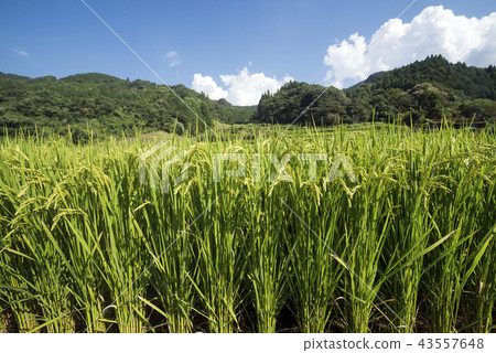 Japan's 100 selections for Tanada and Onoguchi Tanada 43557648