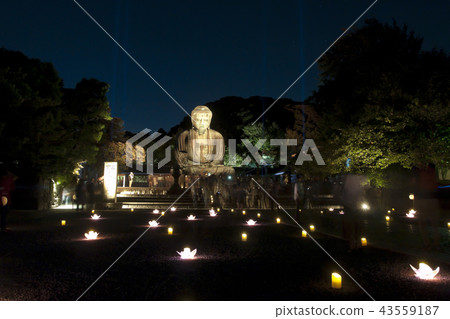 Great Buddha of Kamakura lit up 43559187