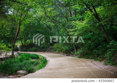 朝鮮皇家墳塋傳統綠色路風景 朝鮮皇家墳塋傳統綠色路風景 43560667