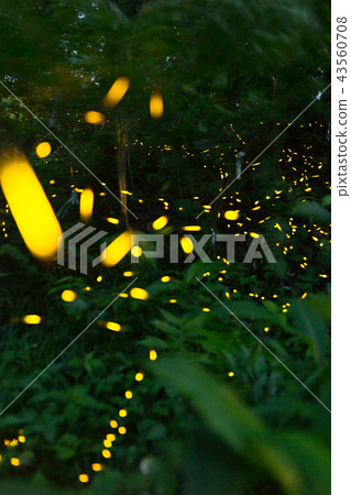 Hime firefly（兵庫縣坂井市山崎町）在森林裡閃閃發光 43560708