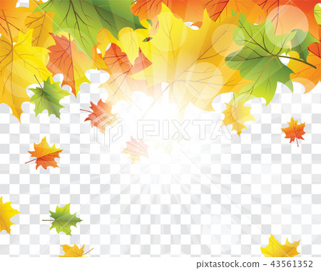 Maple leaves on transparency grid 43561352