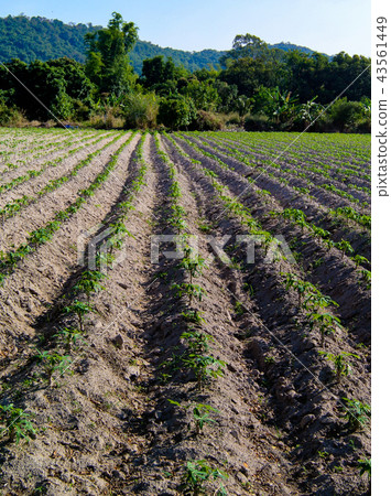 Plantation of Tapioca tree 43561449