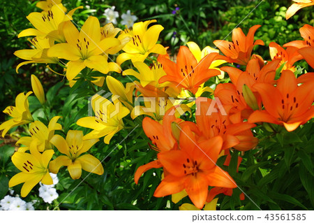 Sukasuri lily Toyuri flower Japan Odori flower bed (King's Tower front) Yokohama Port Opening Festival in 2018 Sukasuri lily Toyuri flower Japan Odori flower bed (King's Tower front) Yokohama Port Opening Festival in 2018 43561585