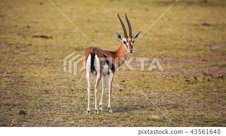 Thomson's gazelle (Eudorcas thomsonii) 43561648