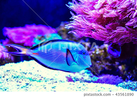 Beautiful Naso Tang in reef aquarium tank Beautiful Naso Tang in reef aquarium tank 43561890