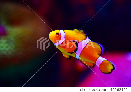 Clown fish or anemone fish at underwater Clown fish or anemone fish at underwater 43562131