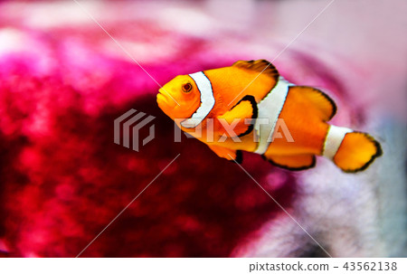 Clown fish or anemone fish at underwater Clown fish or anemone fish at underwater 43562138