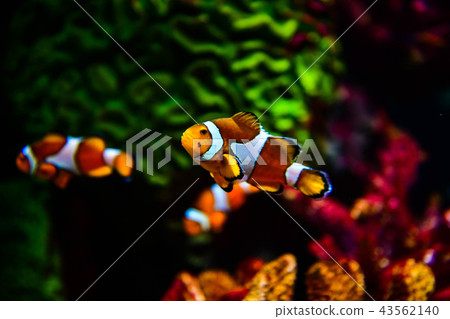 Clown fish or anemone fish at underwater 43562140