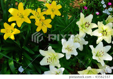 Sukasuri lily Toyuri flower Japan Odori flower bed (King's Tower front) Yokohama Port Opening Festival in 2018 43562337