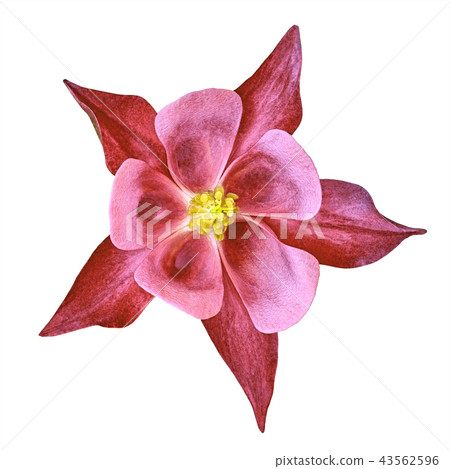 flower titian yellow brown aquilegia   isolated 43562596