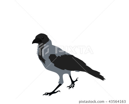 Gray crow on white background, flat design, vector 43564163