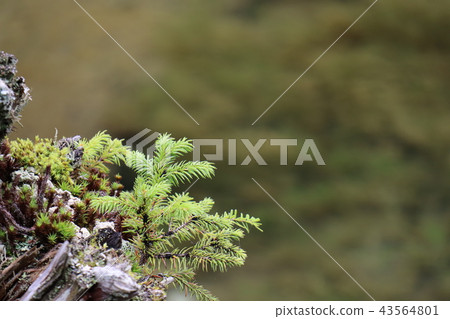 Myojin池塘風景 43564801