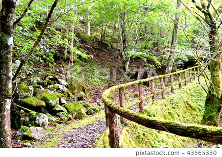 苔蘚路 苔蘚路 43565330