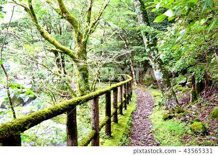 苔蘚路 苔蘚路 43565331