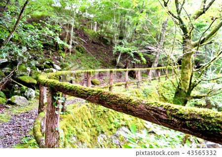 苔蘚路 43565332