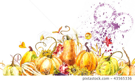 Pumpkins composition. Hand drawn watercolor painting on white background. Watercolor illustration 43565336