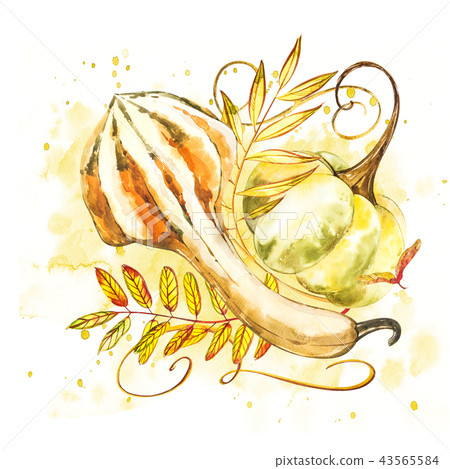 Pumpkin. Hand drawn watercolor painting on white background. Watercolor illustration with a splash. Pumpkin. Hand drawn watercolor painting on white background. Watercolor illustration with a splash. 43565584
