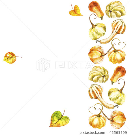 Pumpkin. Hand drawn watercolor painting on white background. Watercolor illustration with a splash. Pumpkin. Hand drawn watercolor painting on white background. Watercolor illustration with a splash. 43565599