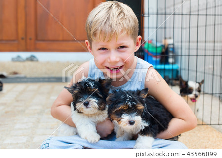 caucasian boy embraces puppy Yorkshire terrier caucasian boy embraces puppy Yorkshire terrier 43566099