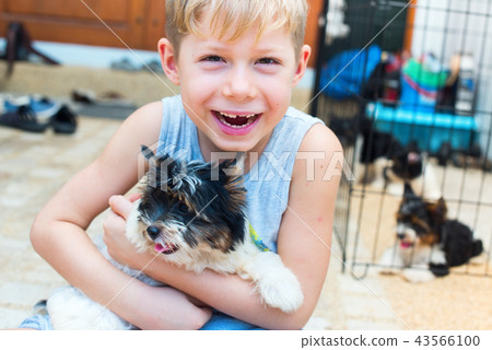 caucasian boy embraces puppy Yorkshire terrier caucasian boy embraces puppy Yorkshire terrier 43566100