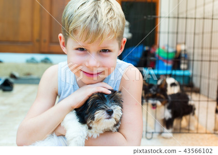 caucasian boy embraces puppy Yorkshire terrier caucasian boy embraces puppy Yorkshire terrier 43566102