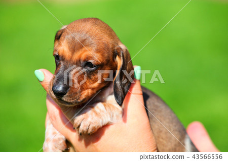 Dachshund Puppy autumn garden 43566556