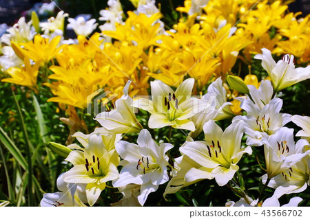 Sukasuri lily Toyuri flower Japan Odori flower bed (King's Tower front) Yokohama Port Opening Festival in 2018 43566702