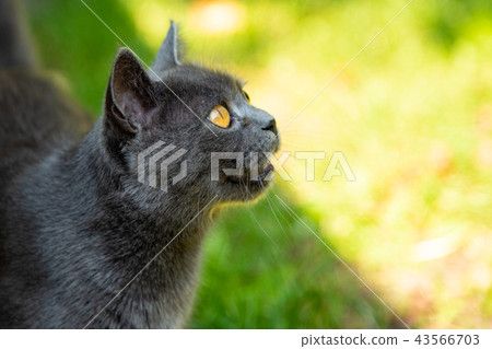 Beautiful gray cat portrait with yellow eyes 43566703