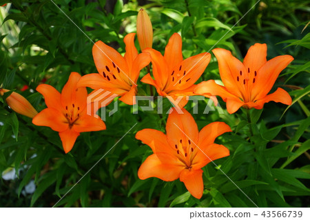 Sukasuri lily Toyuri flower Japan Odori flower bed (King's Tower front) Yokohama Port Opening Festival in 2018 43566739