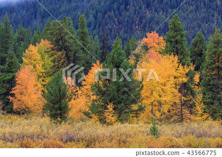 Teton Autumn Scenic Landscape Teton Autumn Scenic Landscape 43566775