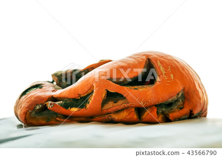 rotten pumpkin Jack lantern for Halloween isolated rotten pumpkin Jack lantern for Halloween isolated 43566790