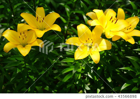 Sukasuri lily Toyuri flower Japan Odori flower bed (King's Tower front) Yokohama Port Opening Festival in 2018 Sukasuri lily Toyuri flower Japan Odori flower bed (King's Tower front) Yokohama Port Opening Festival in 2018 43566898