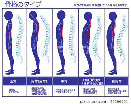 Skeletal Type Spine Navy Stock Illustration