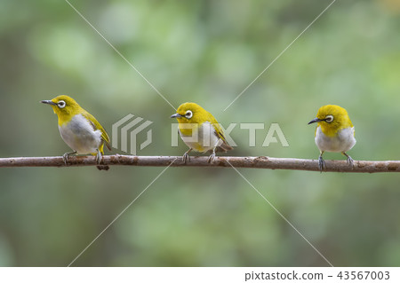 Oriental White-eye Oriental White-eye 43567003
