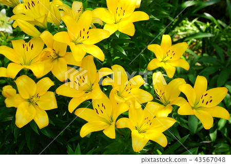 Sukasuri lily Toyuri flower Japan Odori flower bed (King's Tower front) Yokohama Port Opening Festival in 2018 Sukasuri lily Toyuri flower Japan Odori flower bed (King's Tower front) Yokohama Port Opening Festival in 2018 43567048