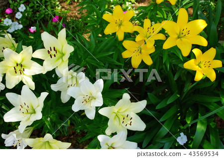 Sukasuri lily Toyuri flower Japan Odori flower bed (King's Tower front) Yokohama Port Opening Festival in 2018 Sukasuri lily Toyuri flower Japan Odori flower bed (King's Tower front) Yokohama Port Opening Festival in 2018 43569534