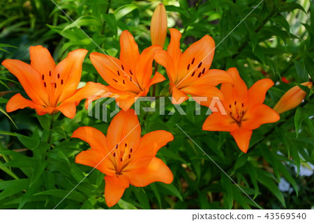 Sukasuri lily Toyuri flower Japan Odori flower bed (King's Tower front) Yokohama Port Opening Festival in 2018 Sukasuri lily Toyuri flower Japan Odori flower bed (King's Tower front) Yokohama Port Opening Festival in 2018 43569540