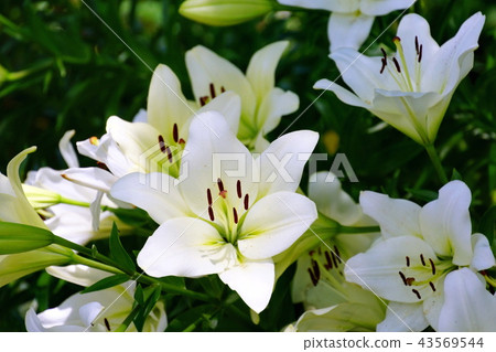 Sukasuri lily Toyuri flower Japan Odori flower bed (King's Tower front) Yokohama Port Opening Festival in 2018 Sukasuri lily Toyuri flower Japan Odori flower bed (King's Tower front) Yokohama Port Opening Festival in 2018 43569544